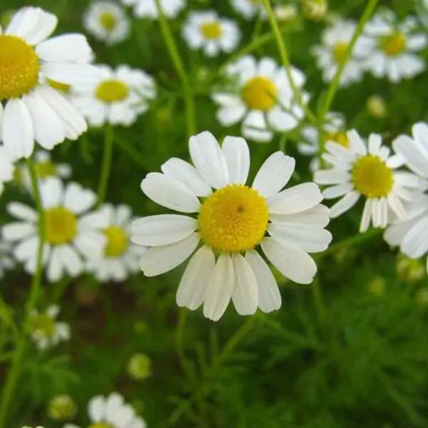 Buy Chamomile Plant Online- Flower Seeds for Balcony Gardening, 100 seeds - Image 2