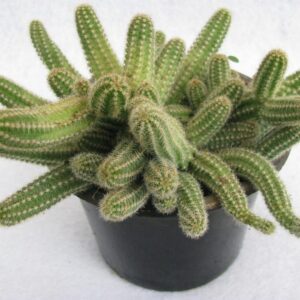 Buy Echinopsis Chamaecereus (Peanut Cactus) Live Plant - 7 cm Pot