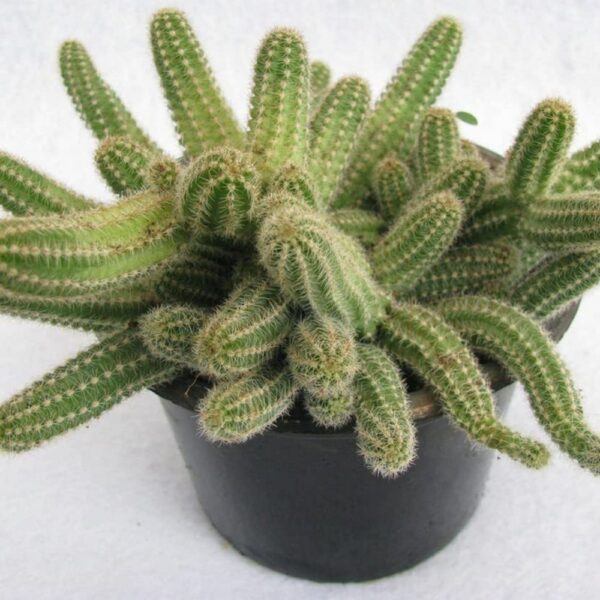 Buy Echinopsis Chamaecereus (Peanut Cactus) Live Plant - 7 cm Pot