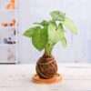 Buy Syngonium Kokedama Plant with Plate - Low Maintenance Indoor Plant