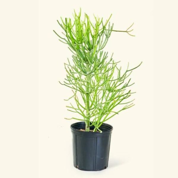 Buy Pencil Cactus Plant (Euphorbia tirucalli) Live Plant