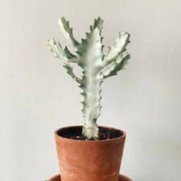 Buy Euphorbia Lactea (White Ghost) Live Cactus Plant