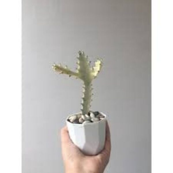 Buy Euphorbia Lactea (White Ghost) Live Cactus Plant