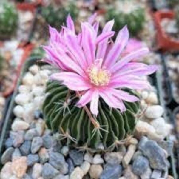 Buy Brain Cactus (Stenocactus multicostatus) Live Plant with Pot