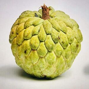 Buy Custard Apple Seeds Sitafal SeetaPal Suga Apple Fruit Tree Seed for Avenue Garden - 100 G