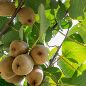 Buy Kiwi fruit seeds, High germination