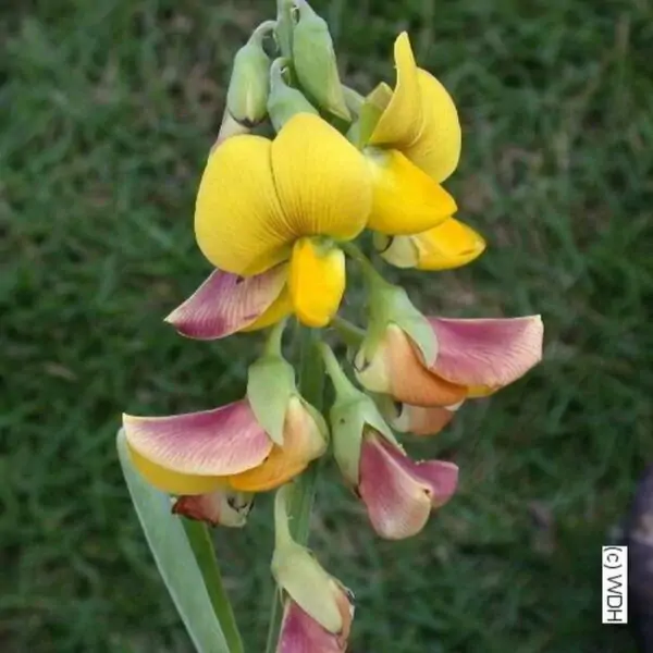 Buy Butterfly Flower Plant | Chedi/Kilukkam Petti (Crotalaria Retusa) - Attractive Garden Plant Live - Image 3