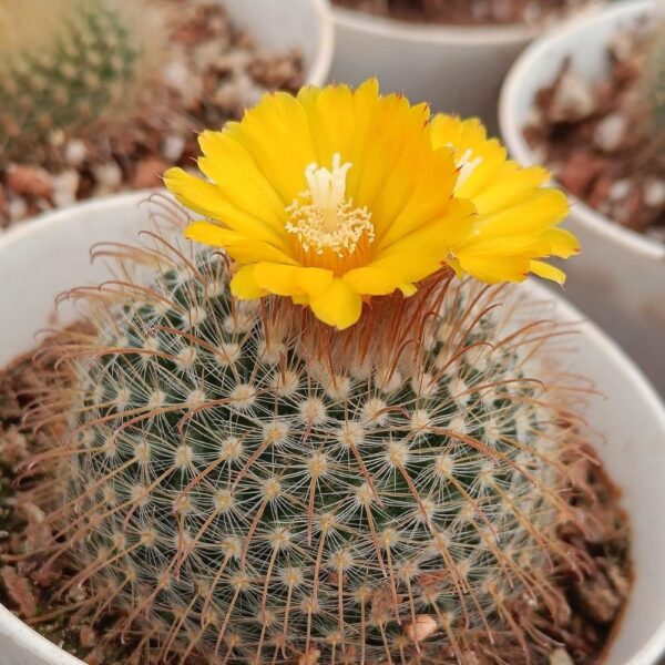 Parodia chrysacanthion: Rare Flowering live cactus plants