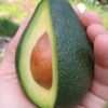 Buy Avocado Plant Online: Grow Your Own Fuerte Avocado at Home!