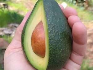 Buy Avocado Plant Online: Grow Your Own Fuerte Avocado at Home!