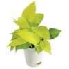 Golden Money Plant (Epipremnum aureum) - Air Purifying Indoor Plant with Green Self-Watering Pot