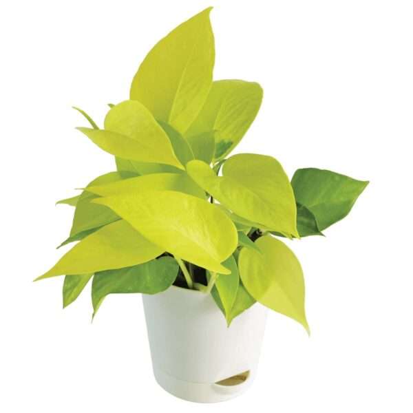 Golden Money Plant (Epipremnum aureum) - Air Purifying Indoor Plant with Green Self-Watering Pot