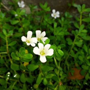 Buy Gachwala Brahmi Plant Live with Pot | Medicinal Plants for Home Garden Herbs | Bacopa Monnieri/Water Hyssop/Thyme-Leafed Gratiola/Herb of Grace Ayurvedic Plants