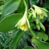 Buy Vanilla Plant Online: Transform Your Garden Today!