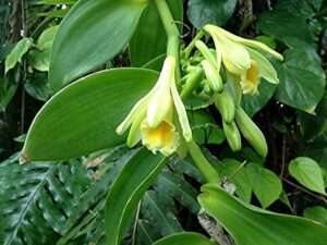 Buy Vanilla Plant Online: Transform Your Garden Today!