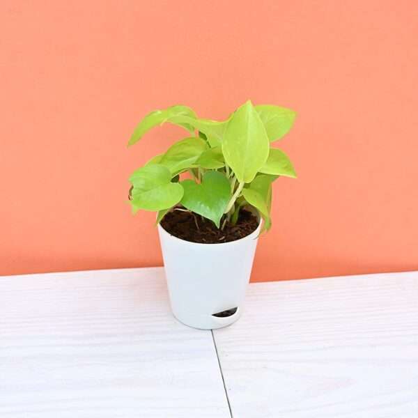 Golden Money Plant (Epipremnum aureum) - Air Purifying Indoor Plant with Green Self-Watering Pot