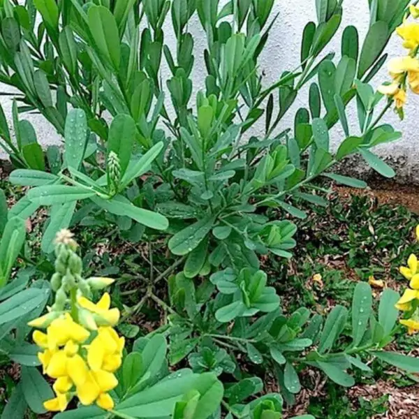 Buy Butterfly Flower Plant | Chedi/Kilukkam Petti (Crotalaria Retusa) - Attractive Garden Plant Live - Image 2