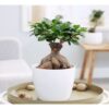 Buy Ficus Bonsai Plant | Live Plant - 10 Years Old with Pot