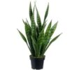 Buy Snake Plant Online India | Order Sansevieria Silver Princess – Elegant Snake Plant Now Available!