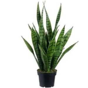 Buy Snake Plant Online India | Order Sansevieria Silver Princess – Elegant Snake Plant Now Available!