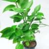 Buy Nagdon Plant - Live Naagdon Medicinal Plant with Pot