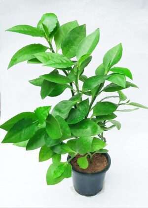 Buy Nagdon Plant - Live Naagdon Medicinal Plant with Pot