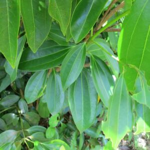 Buy Cinnamon Plant / Bay Leaf (Cinnamomum verum) | Ornamental and Medicinal Live Plant | Ideal for Home & Garden