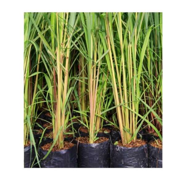 Buy Lemongrass Plant Online: Perfect for Any Kitchen or Garden!