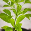 Buy Kalpavriksha Plant - Seed Grown Live Outdoor Plant | Divine Kalpavriksha Tree - Tree of Life