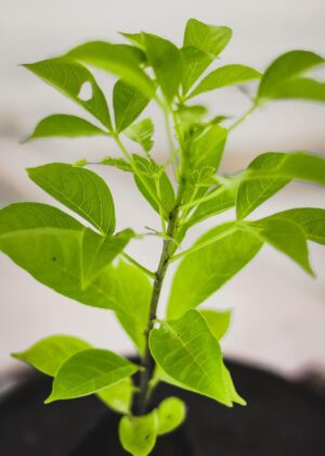 Buy Kalpavriksha Plant - Seed Grown Live Outdoor Plant | Divine Kalpavriksha Tree - Tree of Life