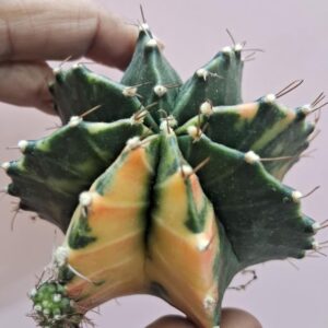 Variegated Gymnocalycium - Compact and Unique Cactus Plant