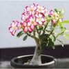 Buy Live Adenium Plants for Garden (1 Live Bonsai Plant)