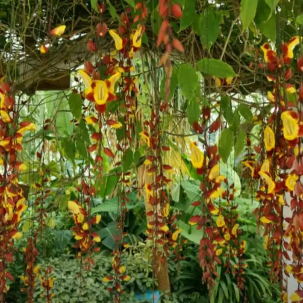 Buy Indian Clock Vine – Add Vibrant Colors to Your Home Instantly! - Image 4