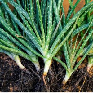 Buy Organic Aloe Vera Baby Plant – Ideal for Indoor & Outdoor Decor!