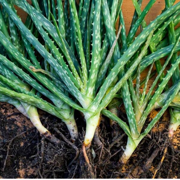 Buy Organic Aloe Vera Baby Plant – Ideal for Indoor & Outdoor Decor!