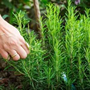 Buy Rosemary Plant Online for the Ultimate Herb Garden Boost!