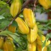 Buy Star fruit plant online | original grafted plant/green tree " Sweet Kamrak/Star Fruit/Carambola Tree Plant Hybrid Grafted