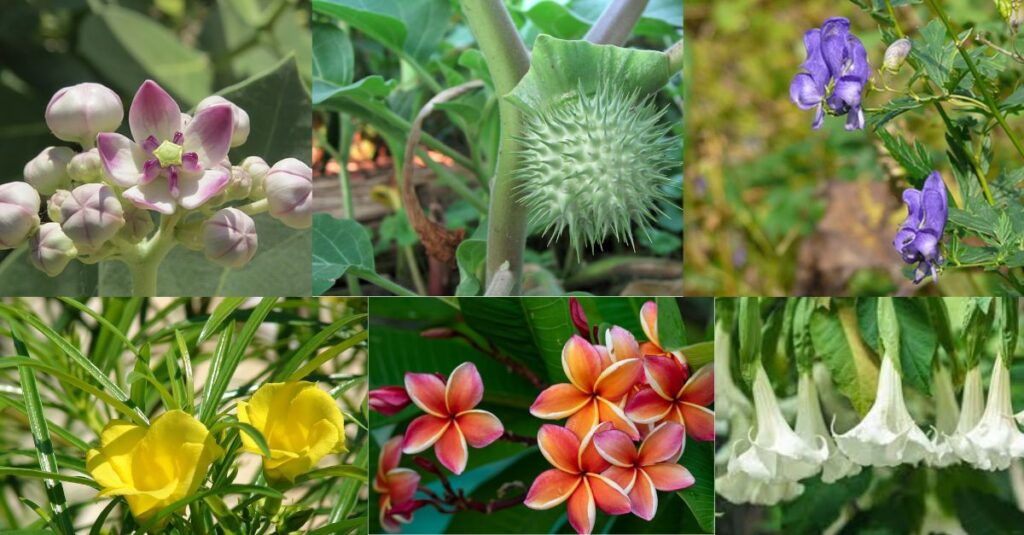 10 Poisonous Plants in India