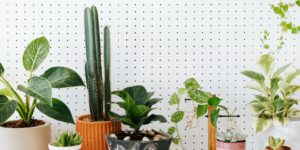 Which Plants for Bedroom