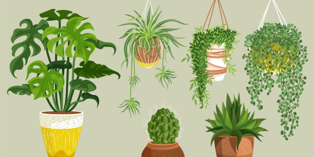 Buy House Plants Online