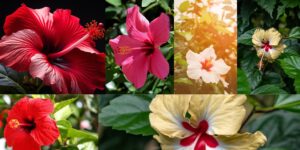 Types of Hibiscus Flowers in India