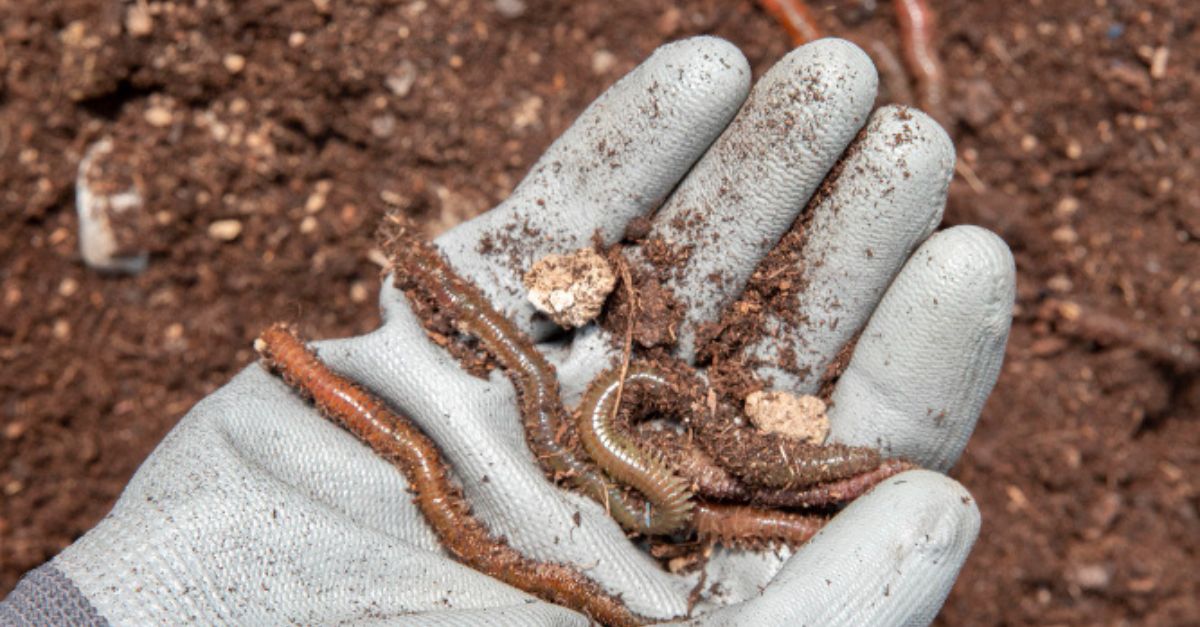 How to Use Vermicompost in Potted Plants