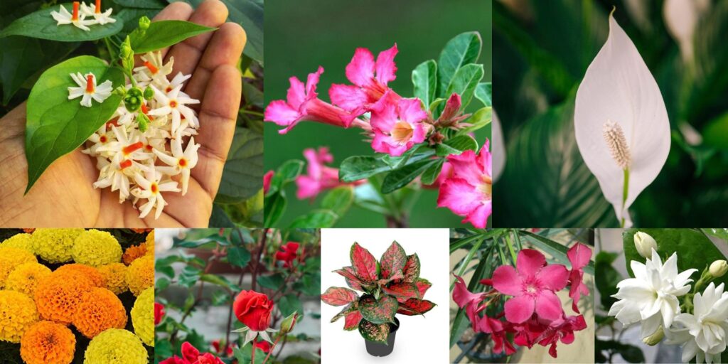 Flowering Plants Which Require Less Sunlight in India