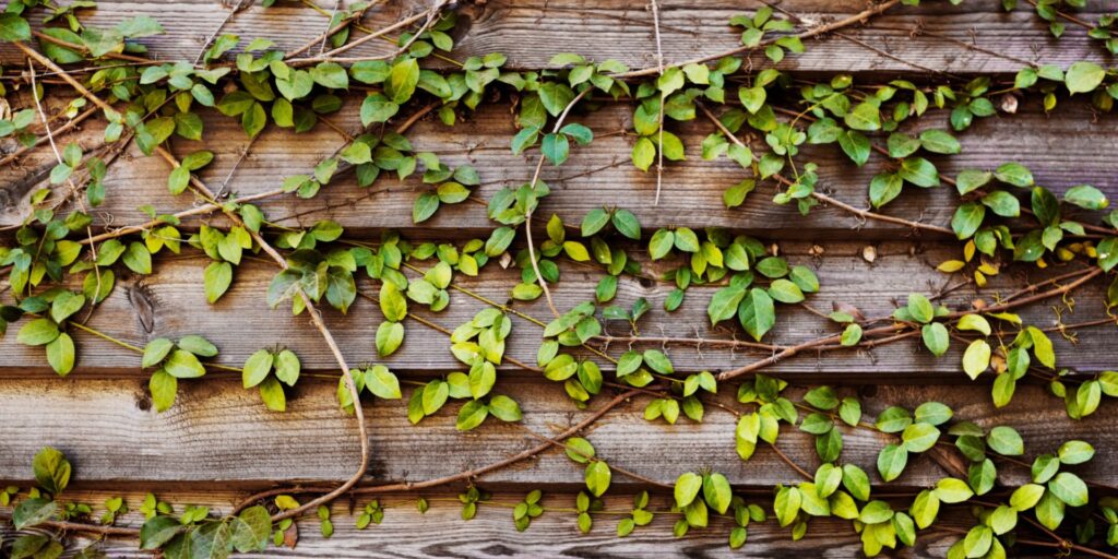 Creeper Flowering Plants