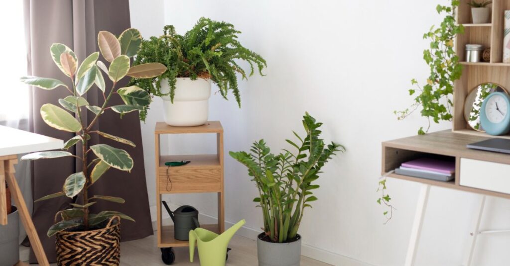 Which Plants for Bedroom