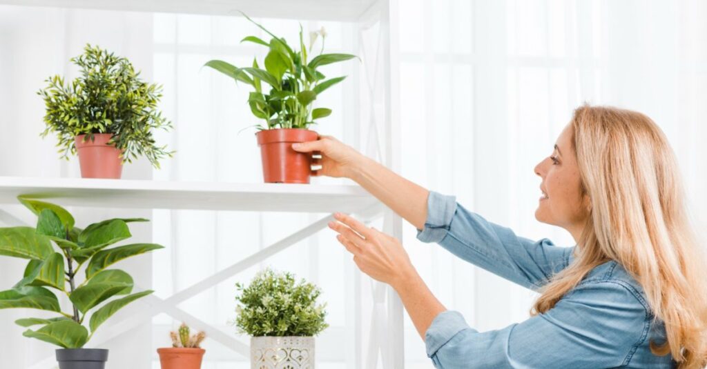 Best Indoor Plants for Beginners in India 2024