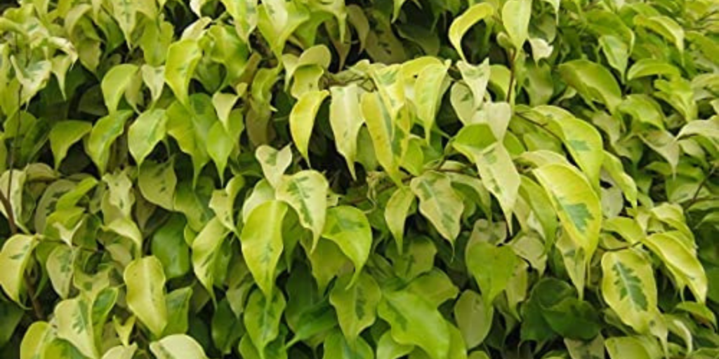 Golden Nanmu Plant in India