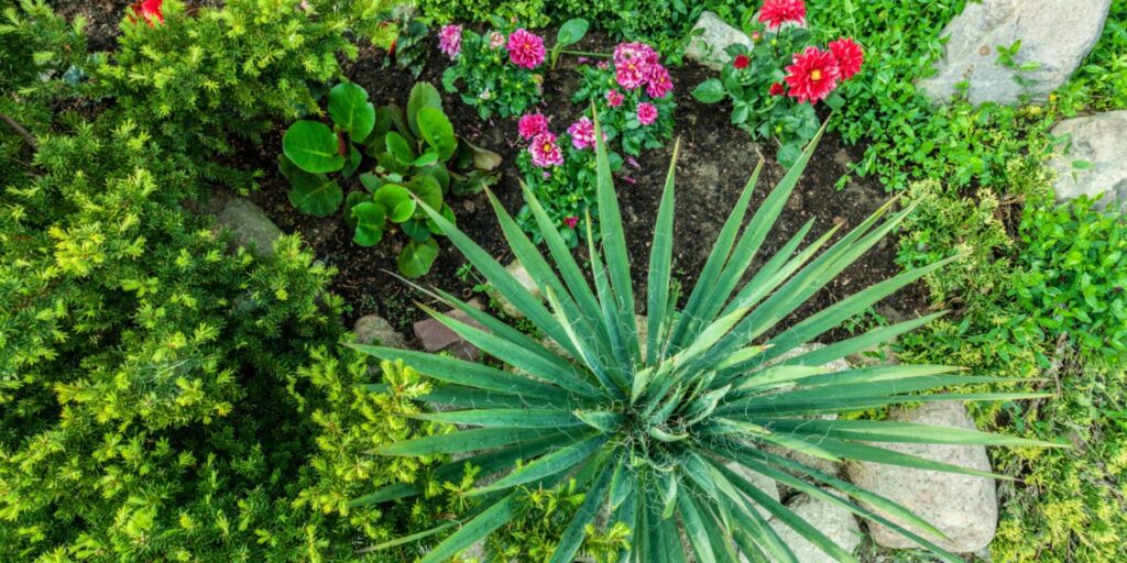 Shrubs Plants