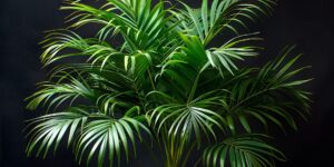 Areca Palm Care: The Ultimate Guide to Thriving Areca Palms 2024