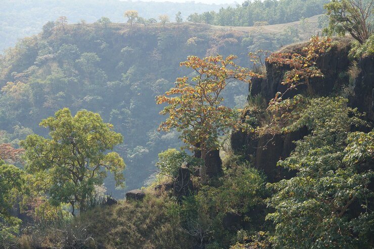 Understanding the Different Types of Vegetation Found in India and Vegetation of High Altitudes